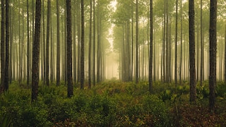 Ältester Wald der Welt