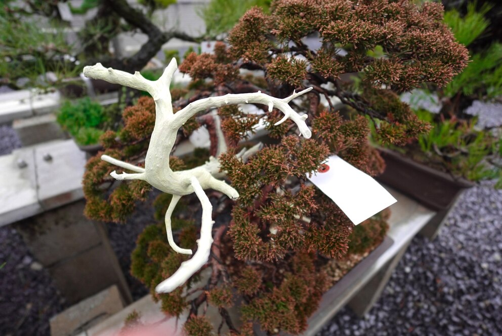 In Takamatsu lassen sich Bonsai-Bäume in verschiedensten Ausführungen bestaunen