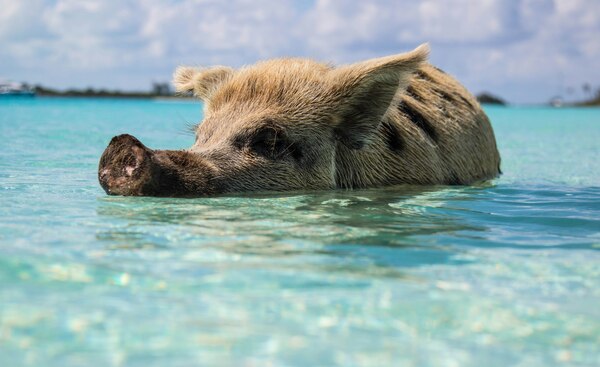 bahamas, urlaubsangebote