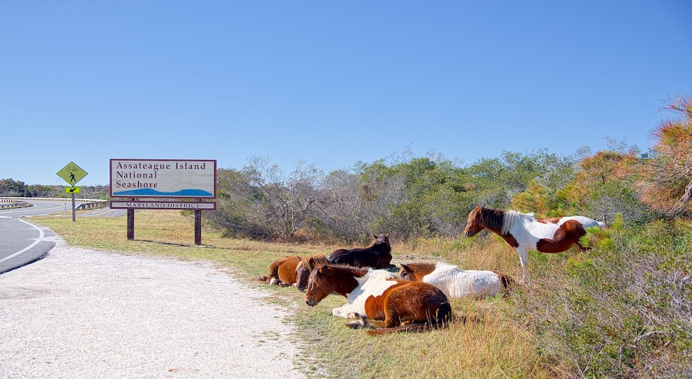 Assateague Island