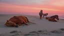 Assateague Island