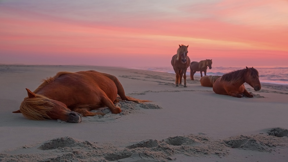 Assateague Island