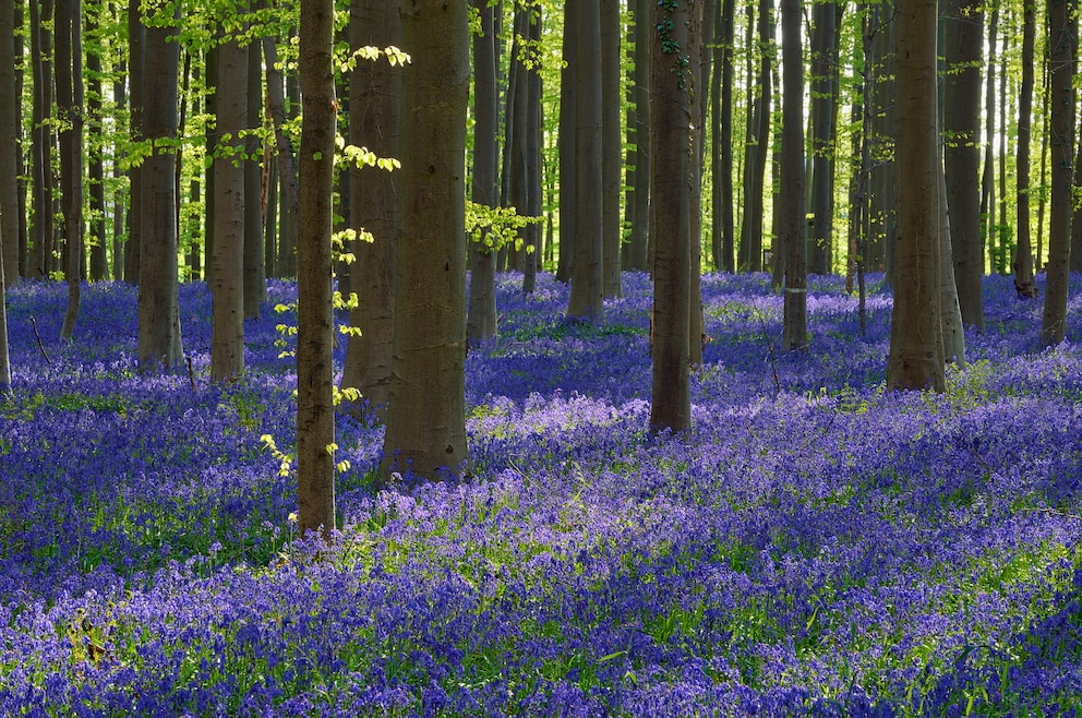 Hallerbos