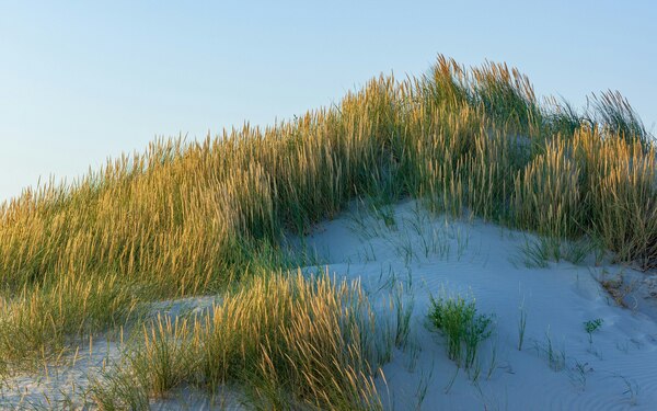 holidu, st. peter ording, urlaubsangebote