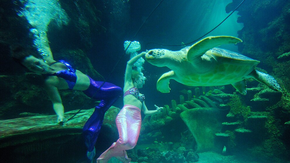 Meerjungfrau im Themenpark Weeki Wachee in Florida