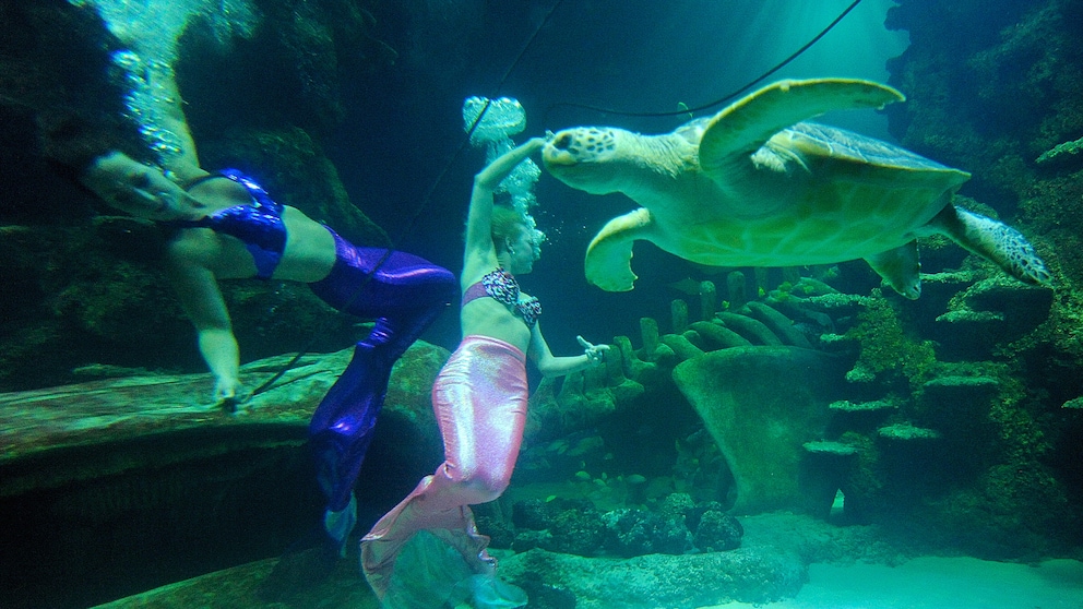 Meerjungfrau im Themenpark Weeki Wachee in Florida