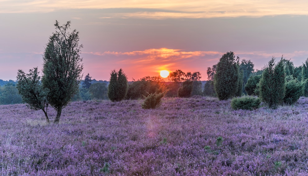 Lüneburger Heide, Niedersachsen