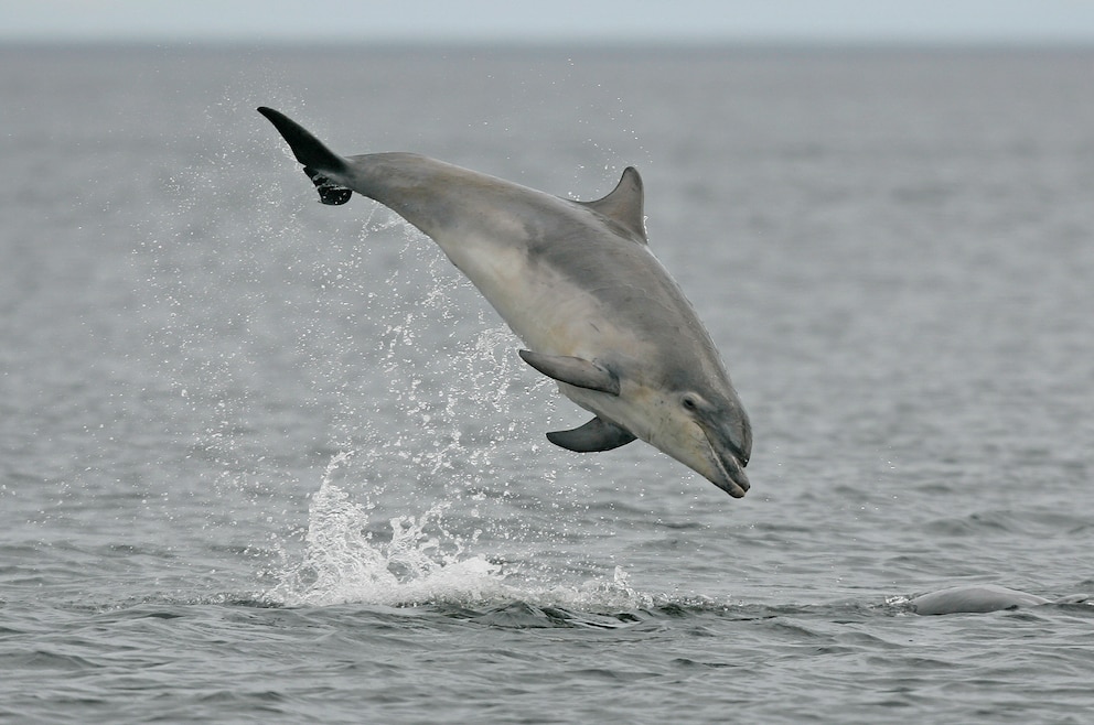 Moray Delfin