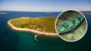 Der Hasenkopf Kugelfisch breitet sich in der Adria aus und wurde zuletzt vor der kroatischen Insel Ceja gesichtet