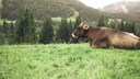 Allgäu