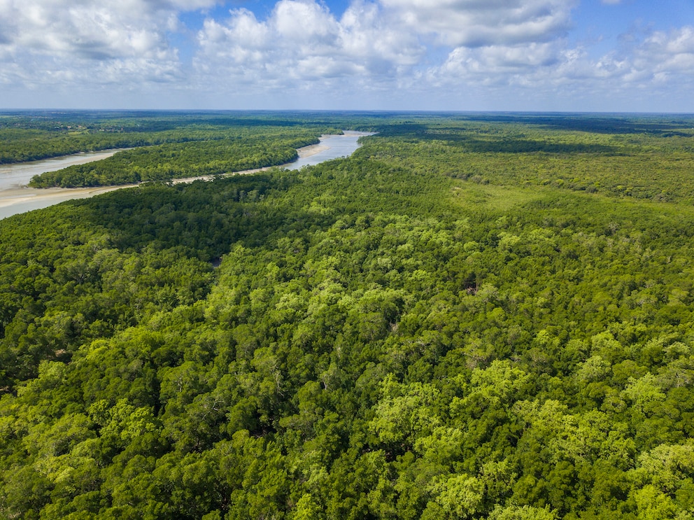 Der Amazonas-Regenwald ist ein Naturwunder, welches vom Klimawandel sowie durch den Menschen bedroht ist