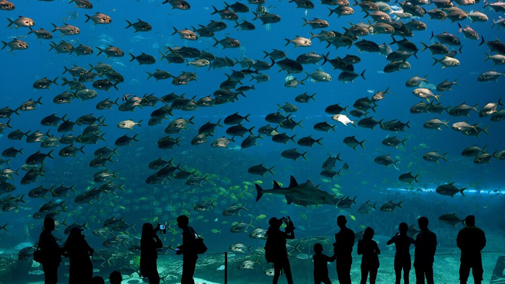 Chimelong Ocean Kingdom ist das größte Aquarium der Welt