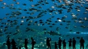Chimelong Ocean Kingdom ist das größte Aquarium der Welt