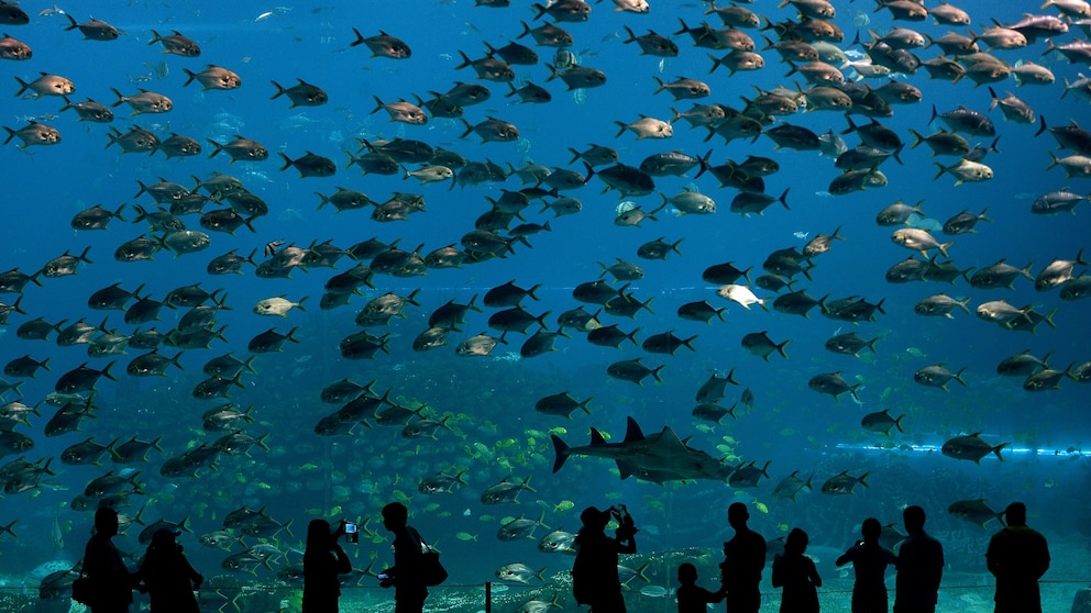 Chimelong Ocean Kingdom ist das größte Aquarium der Welt