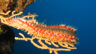 Giftiger Feuerwurm auf einer Koralle mit ausgefahrenem Stachel