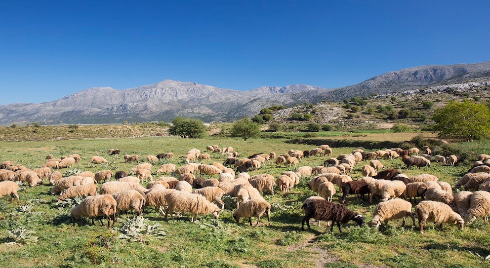 Malia Lasithi-Plateau