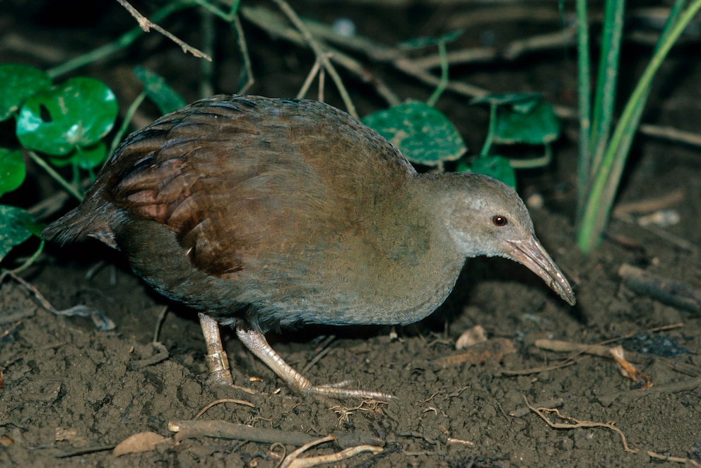 Lord Howe Islands Woodhen (Tricholimnas sylvestris)