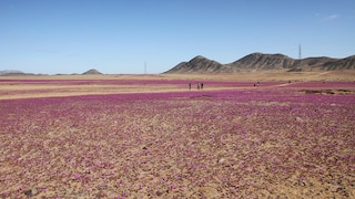 Die Atacama-Wüste in Chile blüht – ein seltener und besonderer Anblick