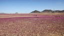 Die Atacama-Wüste in Chile blüht – ein seltener und besonderer Anblick