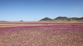 Die Atacama-Wüste in Chile blüht – ein seltener und besonderer Anblick