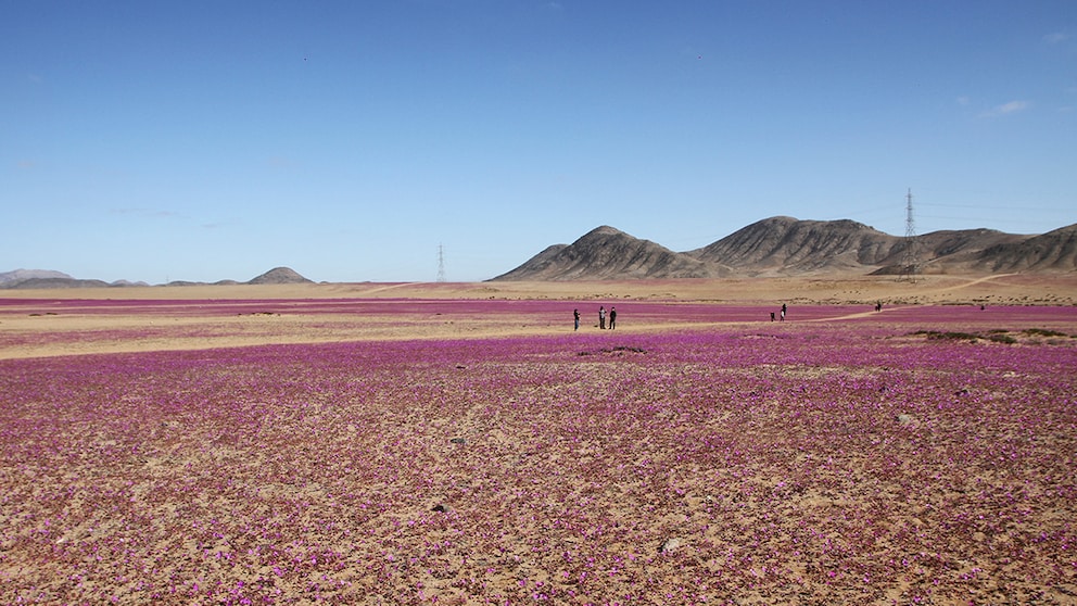 Die Atacama-Wüste in Chile blüht – ein seltener und besonderer Anblick