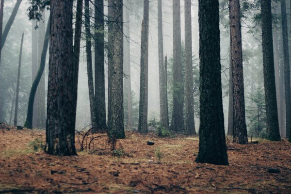 urlaubsangebote, harz