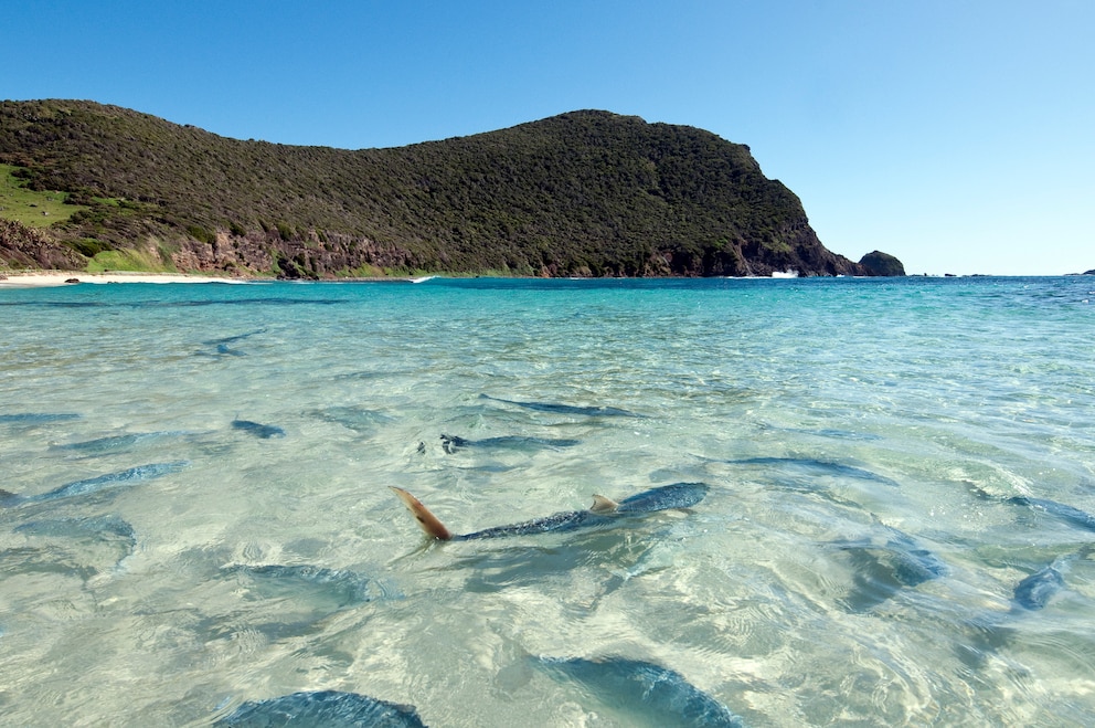 Fische am Ned's Beach auf Lord Howe Island