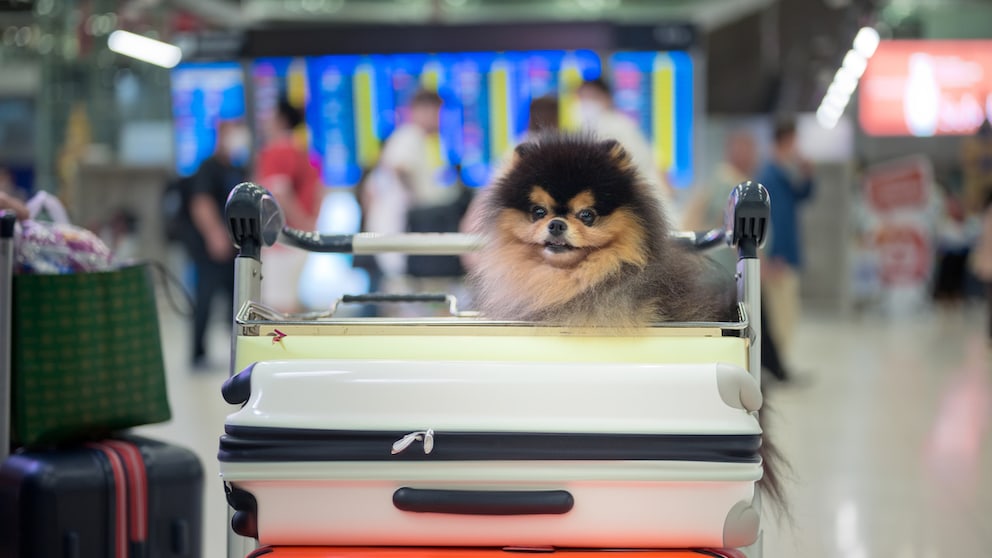 Die USA erlassen eine neue Regel, die die Einreise mit Hunden per Flugzeug verbietet
