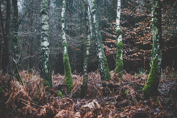 urlaubsangebote, harz