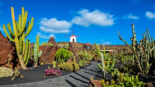 Auf der Insel Lanzarote darf nur ein einziges Haus höher als eine ausgewachsene Palme sein