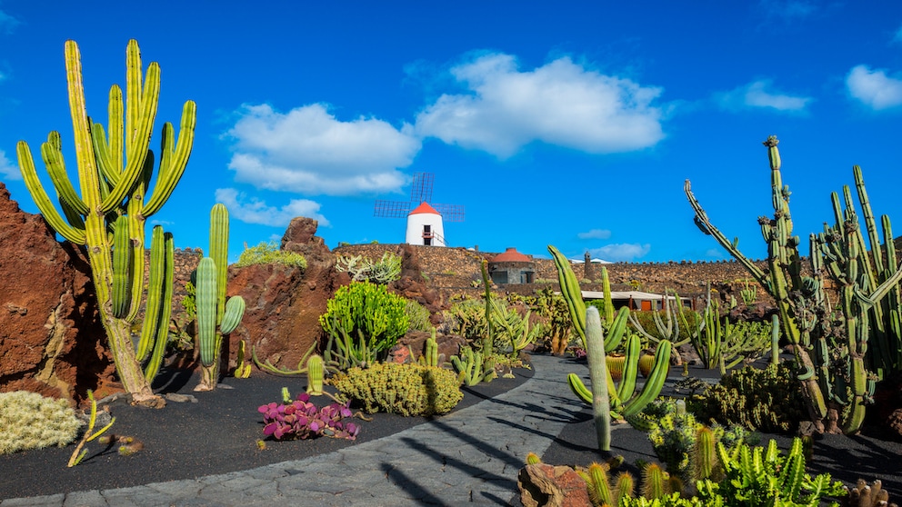 Auf der Insel Lanzarote darf nur ein einziges Haus höher als eine ausgewachsene Palme sein