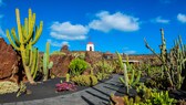 Auf der Insel Lanzarote darf nur ein einziges Haus höher als eine ausgewachsene Palme sein