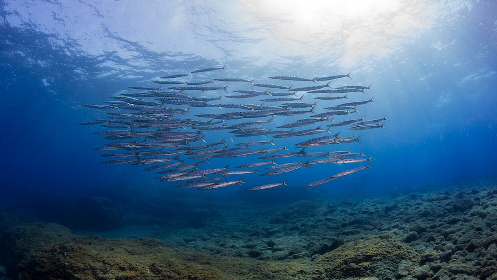 Ausdruckstark! Die Unterwasser-Skulpturen sind ab sofort für alle Besucher geöffnet