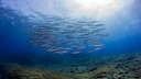 Ausdruckstark! Die Unterwasser-Skulpturen sind ab sofort für alle Besucher geöffnet