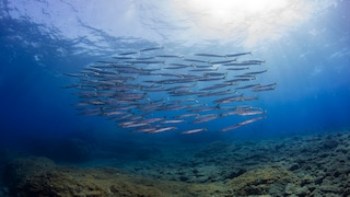 Ausdruckstark! Die Unterwasser-Skulpturen sind ab sofort für alle Besucher geöffnet