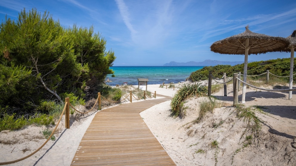 Caribbean feeling at Playa de Muro. The long beach is easily accessible and therefore very popular