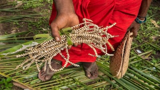 Muschelgeld Papua Neuguinea