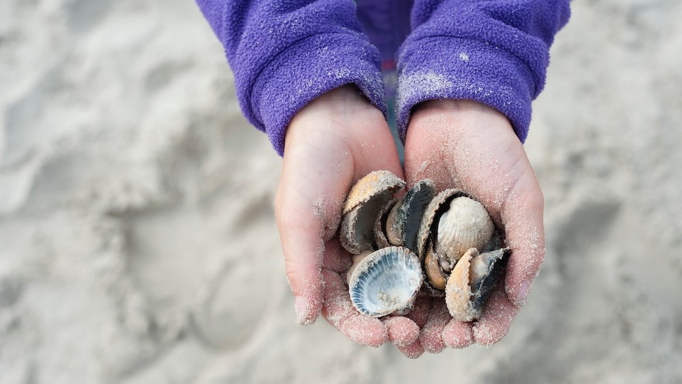 Mancherorts ist das Sammeln von Muscheln verboten