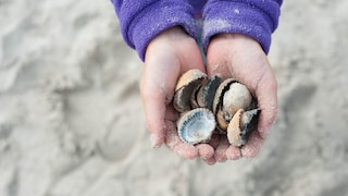 Mancherorts ist das Sammeln von Muscheln verboten