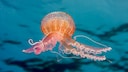 Einige der Einige der Quallen im Mittelmeer sind hochgiftig