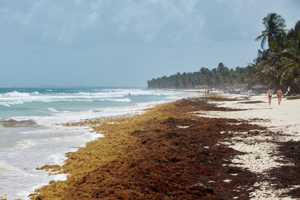 Urlaub Strand gesperrt, Algen Mexiko