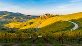 Burg Staufenberg im Schwarzwald – beliebt auch wegen der schönen Weinberge