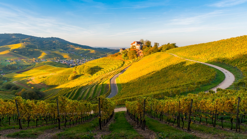 Burg Staufenberg im Schwarzwald – beliebt auch wegen der schönen Weinberge