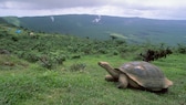 Immer mehr Touristen kommen nach Galapagos – unter anderem, um die berühmten Schildkröten zu sehen