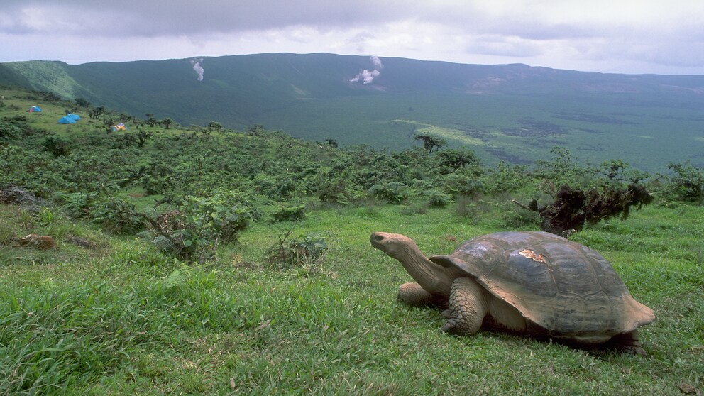 Immer mehr Touristen kommen nach Galapagos – unter anderem, um die berühmten Schildkröten zu sehen