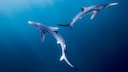 Er springt nicht einfach nur aus dem Wasser, er macht dabei sogar einen Salto – und das gleich mehrfach hintereinander. Nein, das ist kein Delfin, sondern ein Hai!