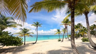 Coconut Palm Beach in Isla Catalina in der Dominikanischen Republik