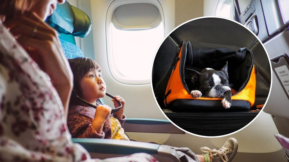 Würden Sie im Flugzeug lieber neben einem Kind oder neben einem Tier sitzen?