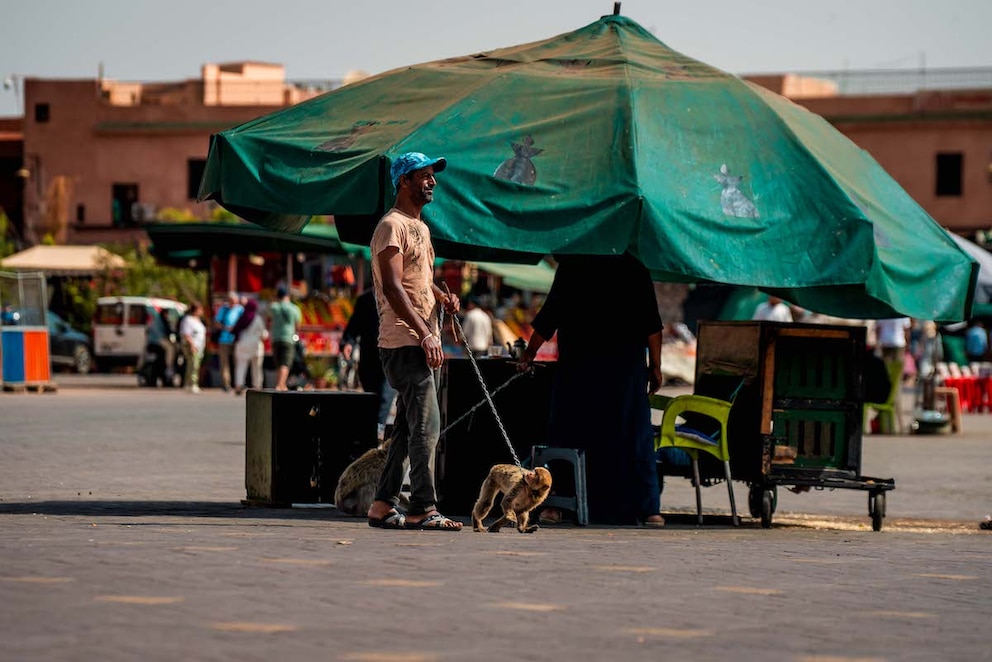 Marrakesch, Affe