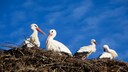 Der Himmel über Brandenburg ist absolut wolkenlos und blau, schöner könnte ein Tag hier im Unesco-Biosphärenreservat „Flusslandschaft Elbe“ kaum sein.